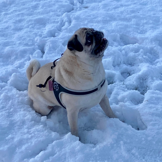 Dog harness with reflex | 3 | Three Ponti