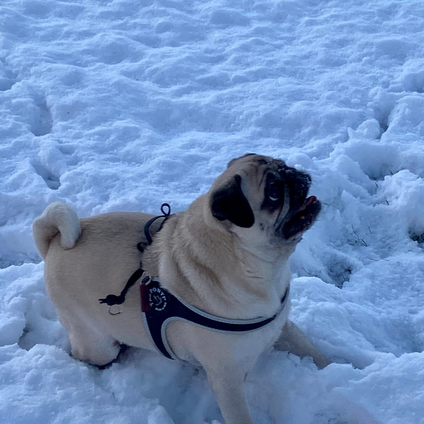 Dog harness with reflex | 3 | Three Ponti