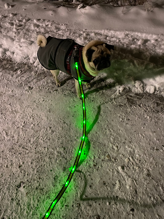 Hundkoppel med LED-ljus