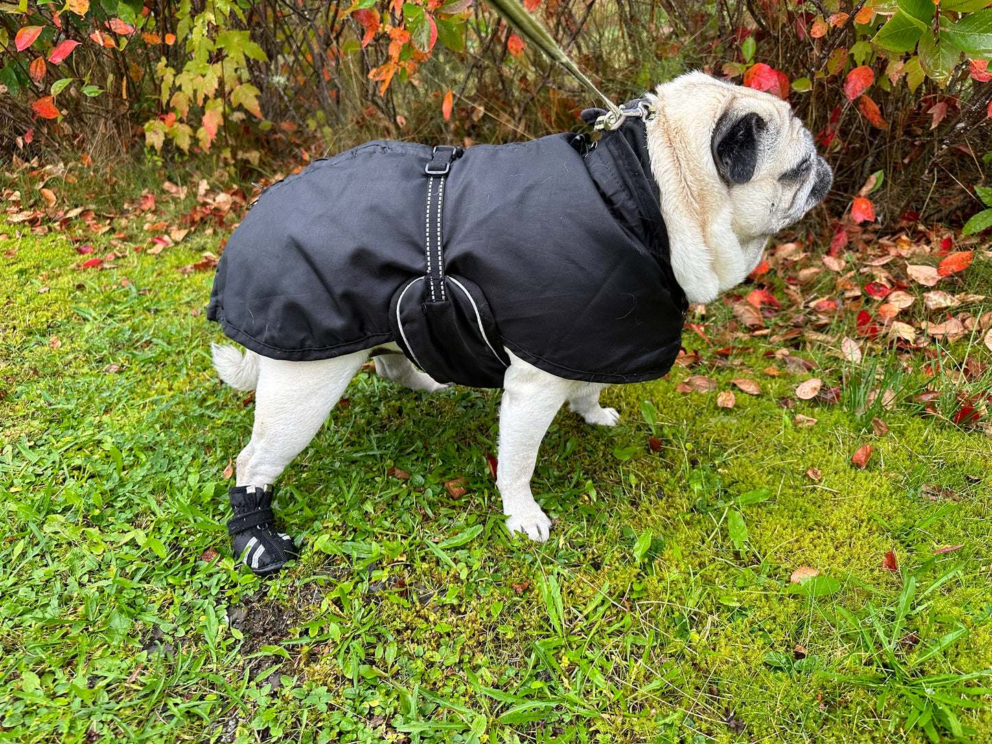 All-round dog blanket | 34 | Back on Track