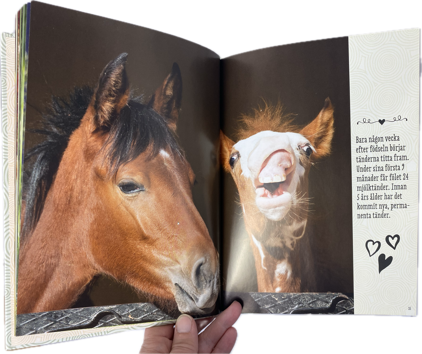 Book | On wobbly legs