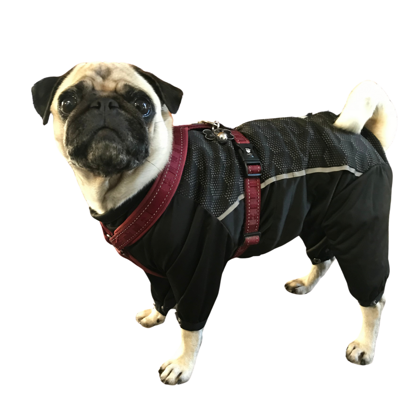 Windbreaker dog | 35 | Feel Active Nimble
