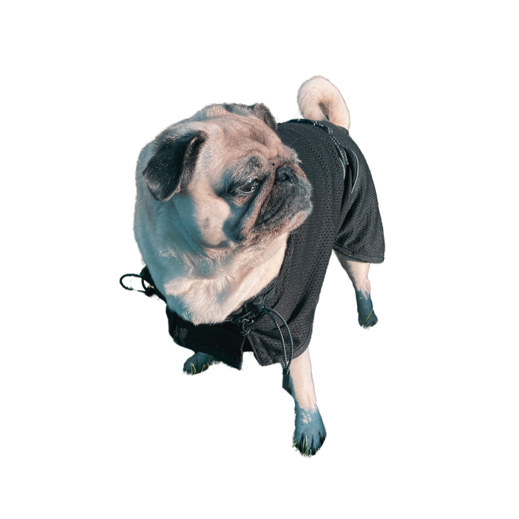 Dog Mesh Rug Reflective | 37 | Back on Track