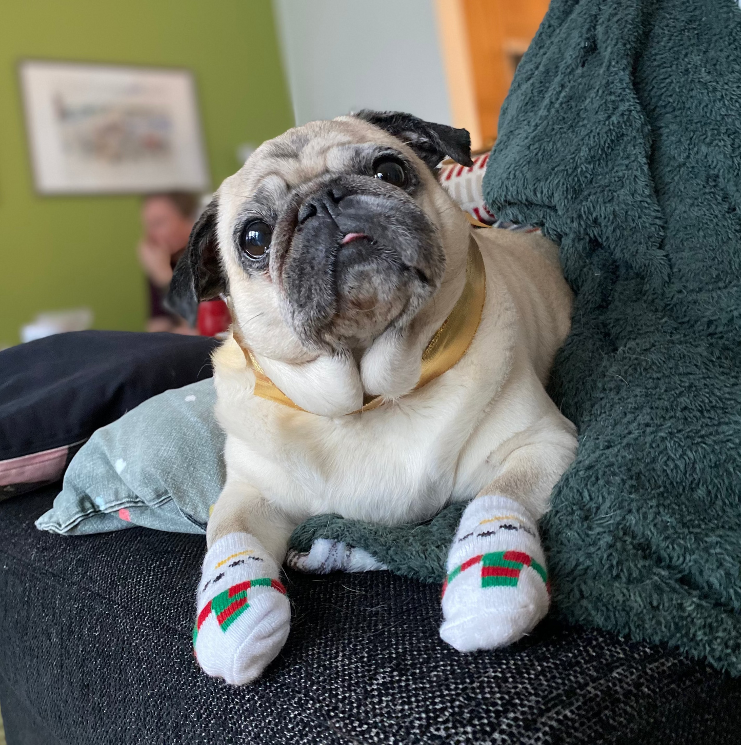 Dog hat Christmas | S