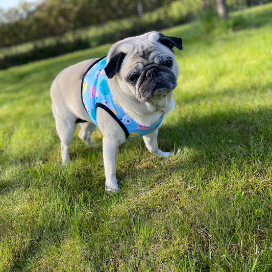 Cooling vest for dogs | M | Pet Club