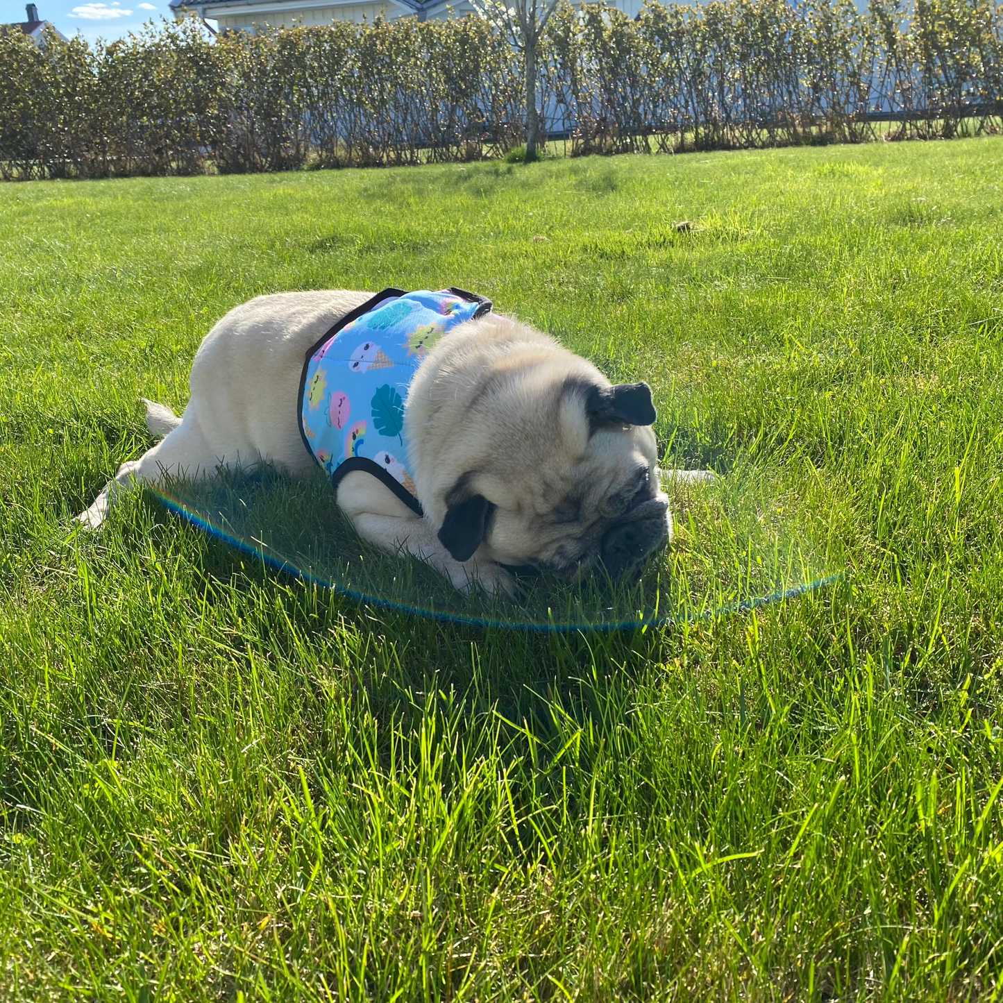 Cooling vest for dogs | M | Pet Club
