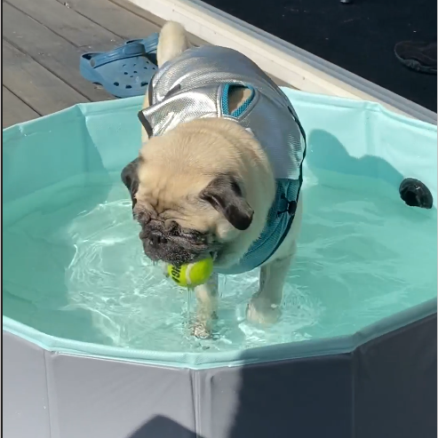 Cooling vest for dogs | S | Feel Active