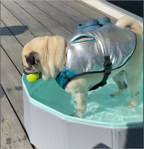 Cooling vest for dogs | S | Feel Active