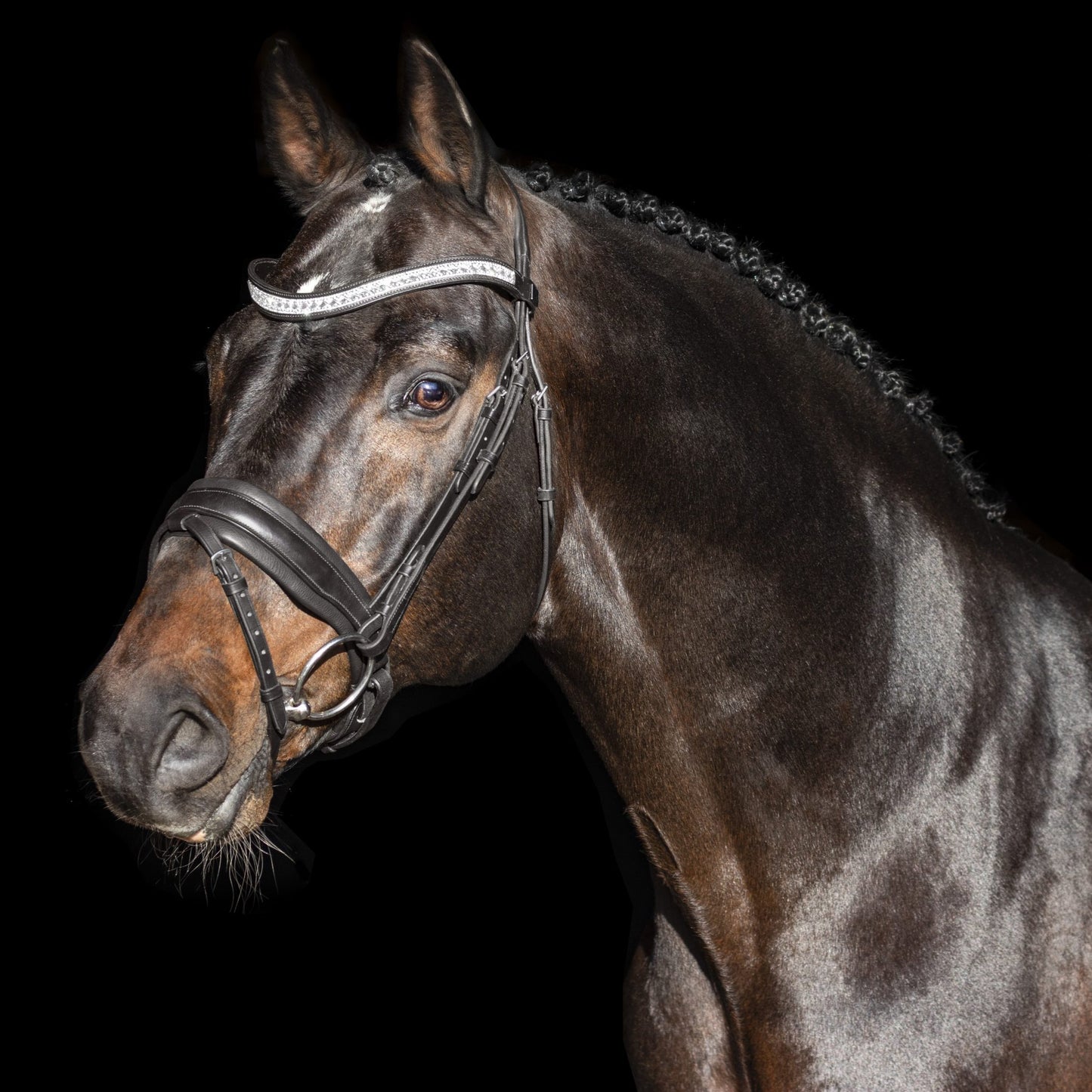Bridle Night Noir | Cob & Full | SD Design