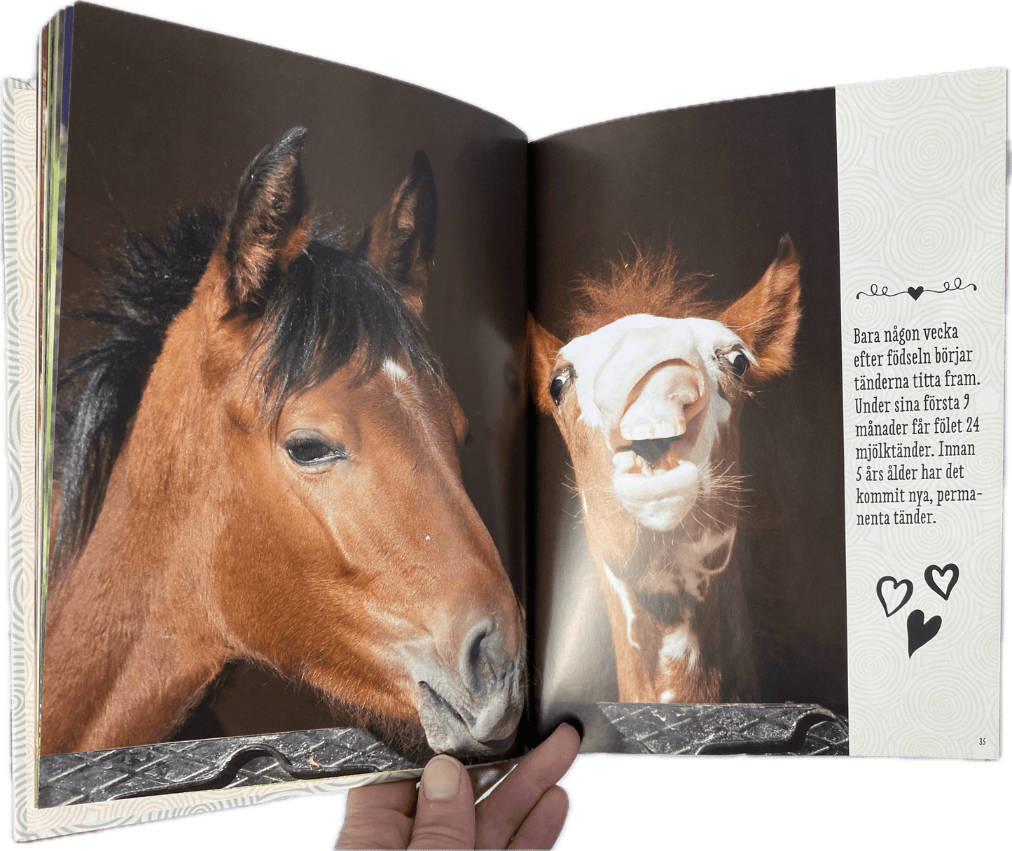 Bok | På vingliga ben - Equi ReUse Sweden AB