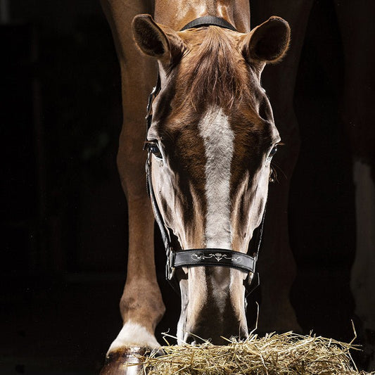 Grimma Timmy | Cob-Full | Equiline - Grimma - Equi ReUse Sweden AB