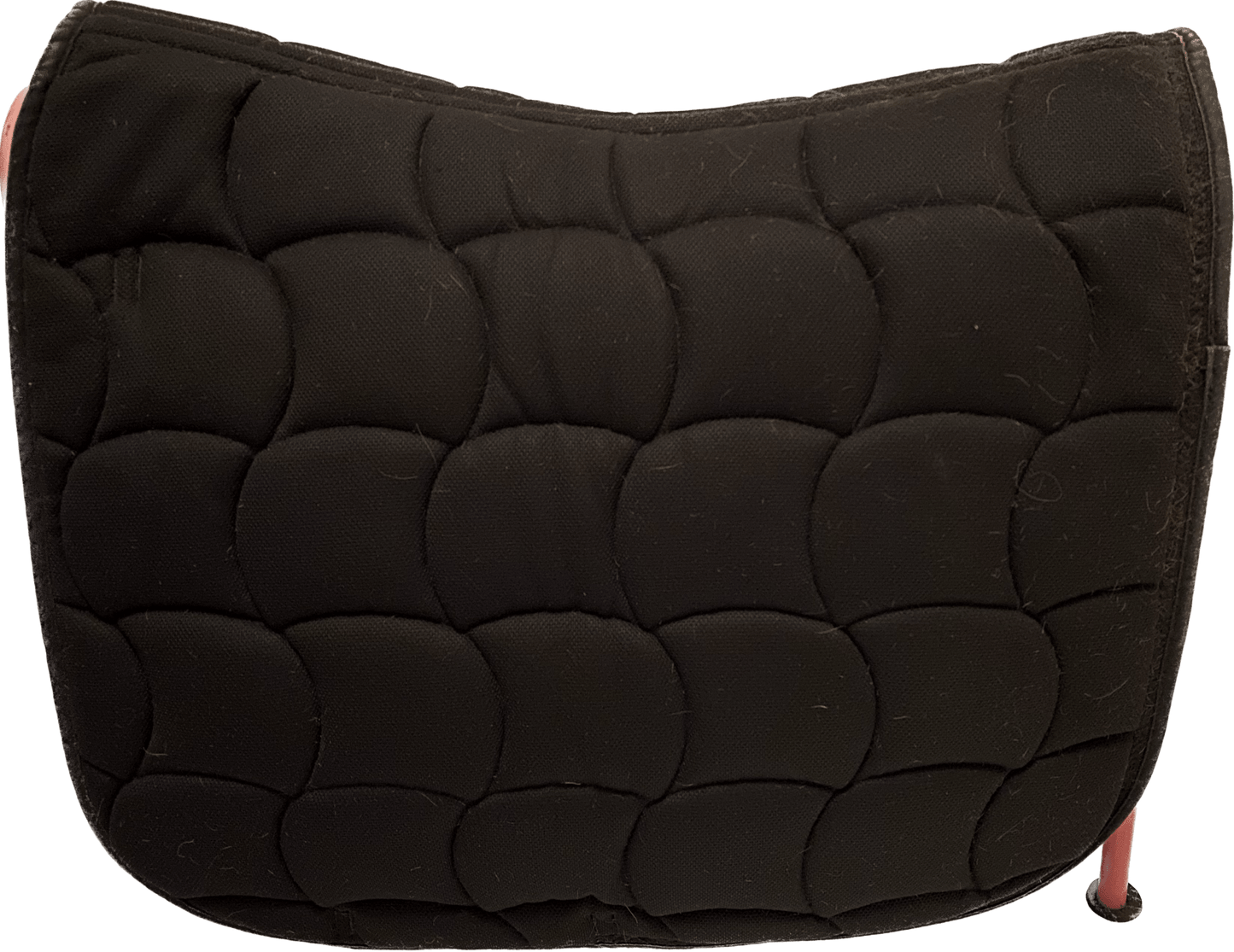 Schabrak | Gold Medal - Equi ReUse Sweden AB