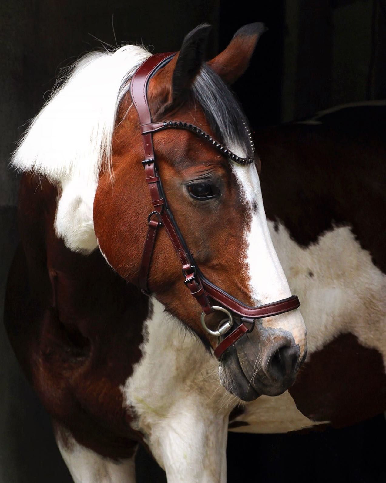 Träns Diva | Ponny | Crystal Crown - Equi ReUse Sweden AB