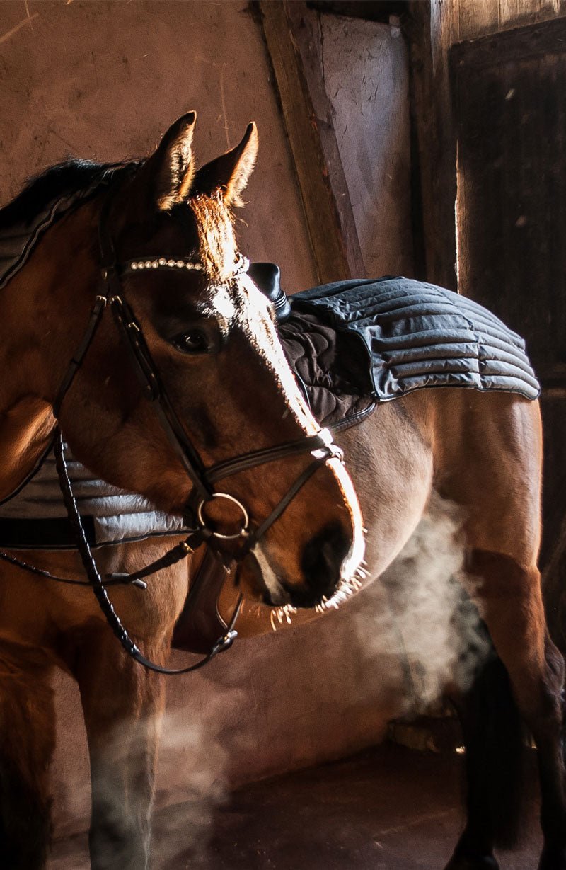 Vetevärmare ländrygg | Equie Eco - Equi ReUse Sweden AB