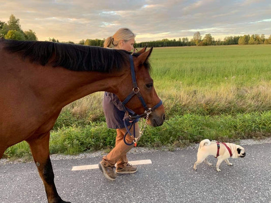 Historien bakom Equi ReUse – hållbar shopping för ryttare och djurägare