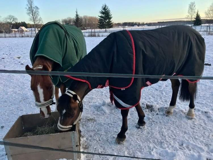 Dagens fråga i stallet: Vad blir det för väder imorgon?