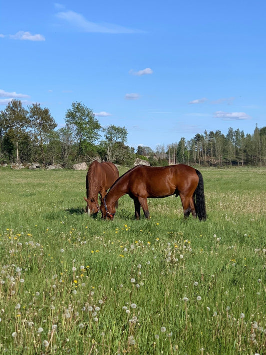 Våra inspirationskällor och fotomodeller - Equi ReUse Sweden AB