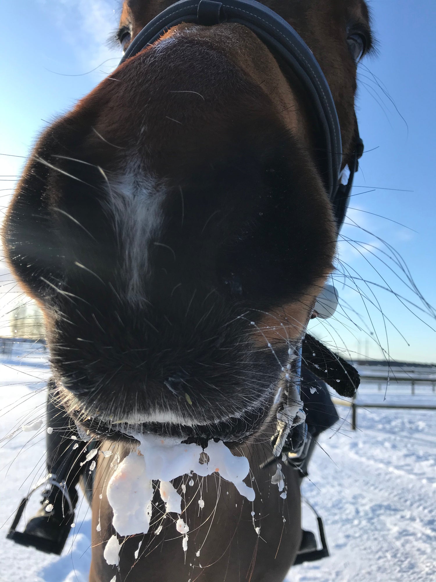 Häst - Equi ReUse Sweden AB