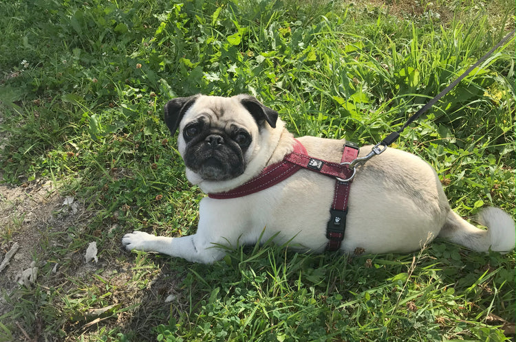 Halsband, selar och koppel för hund & katt inom Second Hand