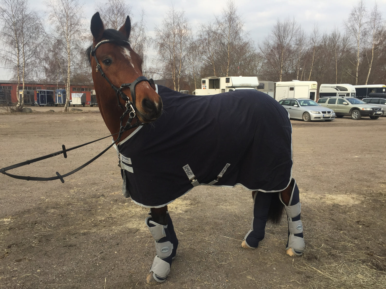 Brun ponny med blått Horseware stall-/transporttäcke och ben-/transportskydd.