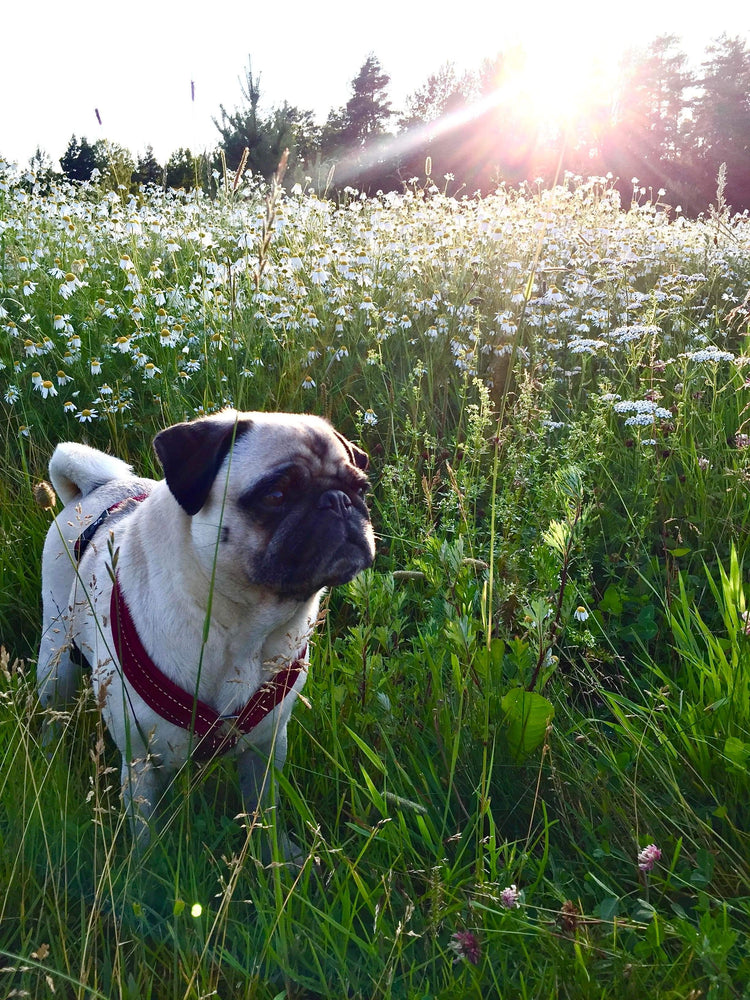 En hund av rasen mops står i en sommaräng när solen går ner över trädtopparna.