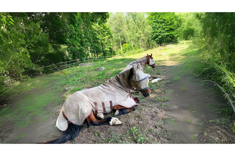 FLUG- & INSEKTSSKYDD för hästar - Equi ReUse Sweden AB