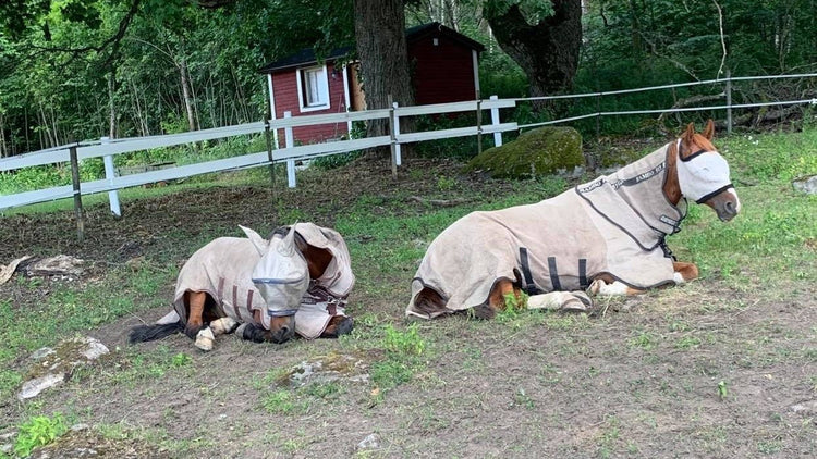 Flugtäcken inom Second Hand - Equi ReUse Sweden AB