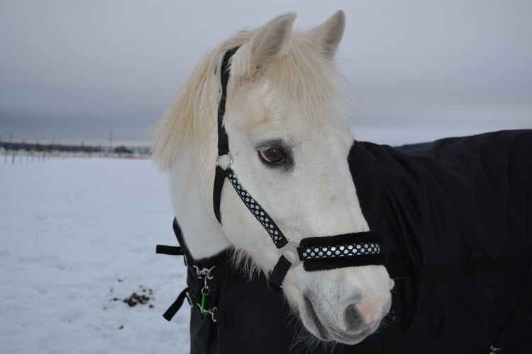 Häst - Equi ReUse Sweden AB