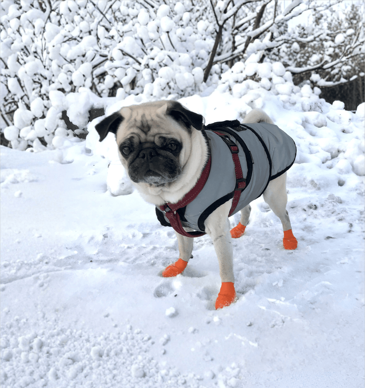 Hund - Equi ReUse Sweden AB