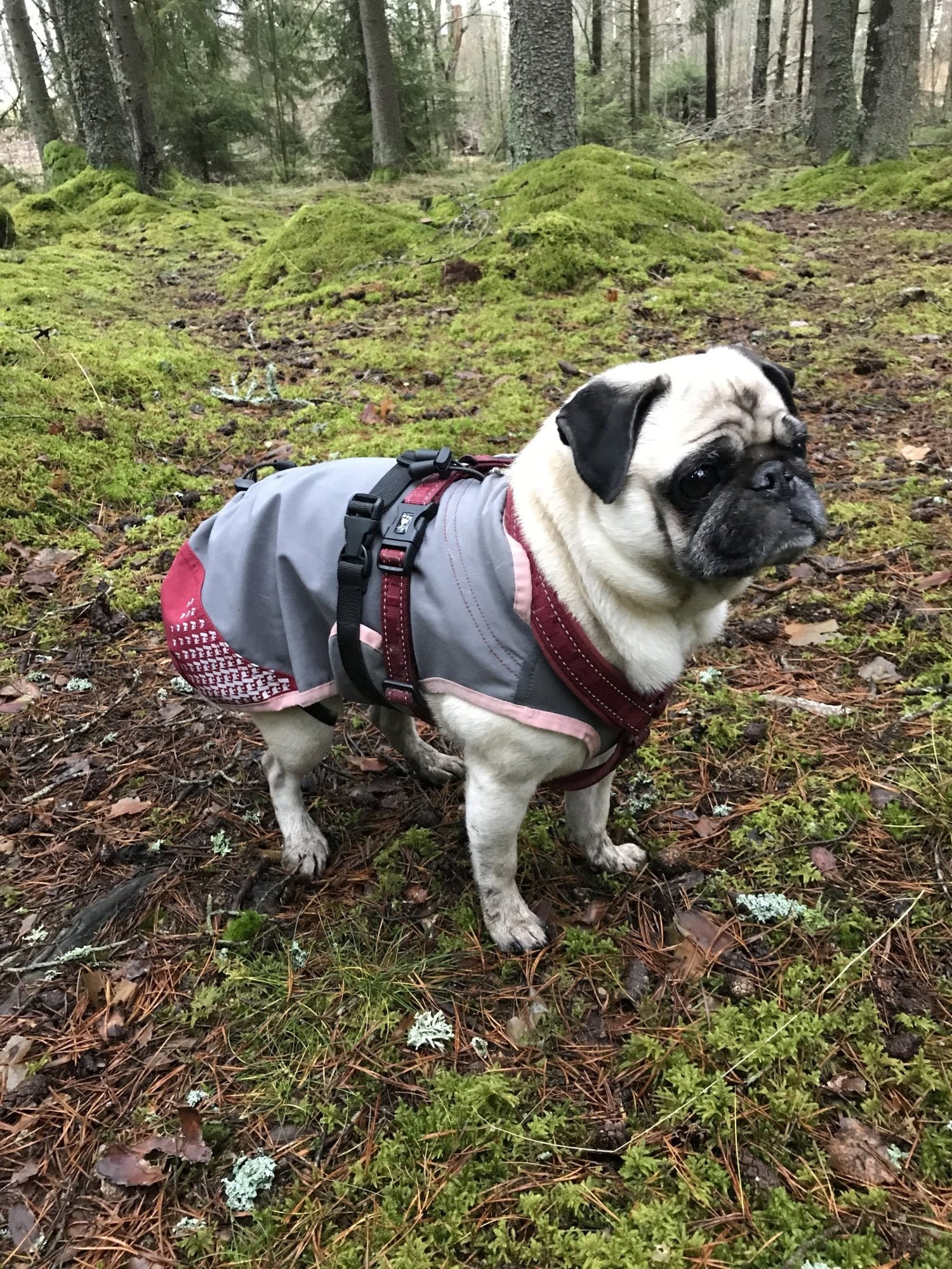 Hund - Equi ReUse Sweden AB