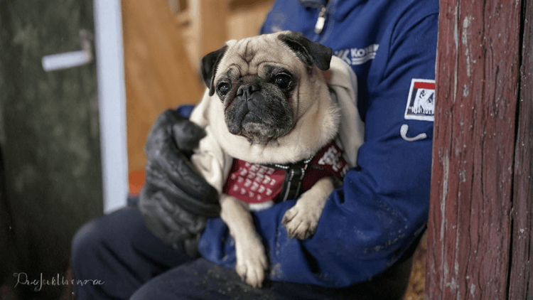 Hund - Equi ReUse Sweden AB