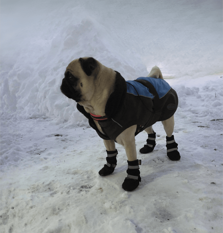 Hundkläder inom Second Hand - Equi ReUse Sweden AB