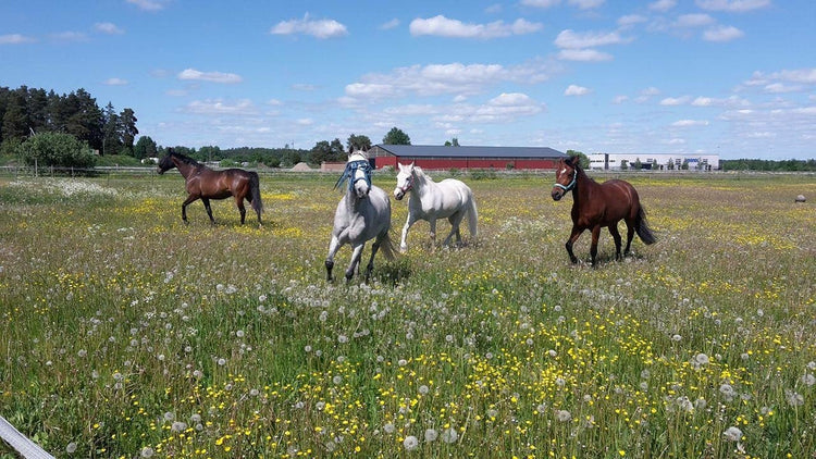 🌞🪰SOMMAR, SOL & FLUGOR... och REGN🌦️ - Equi ReUse Sweden AB