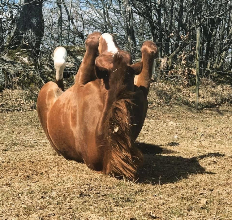 VÅRKAMPANJ - Equi ReUse Sweden AB