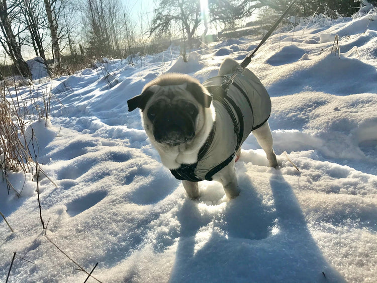 VINTER - Hund - Equi ReUse Sweden AB