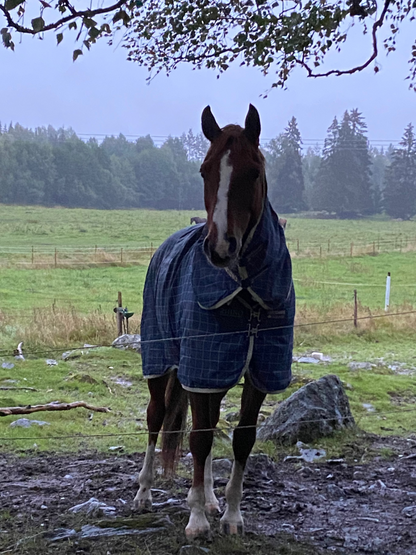 Regntäcke 0g | 130 | Horseware Rhino Original Plus Hals