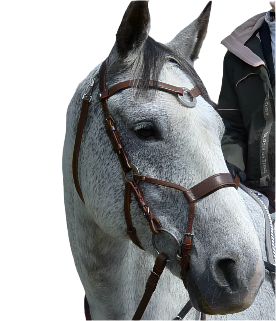 Bridle | Shape by Charisma