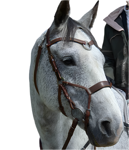 Bridle | Shape by Charisma