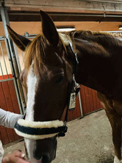 Lädergrimma med fårskinn | Eponia Equestrian sport