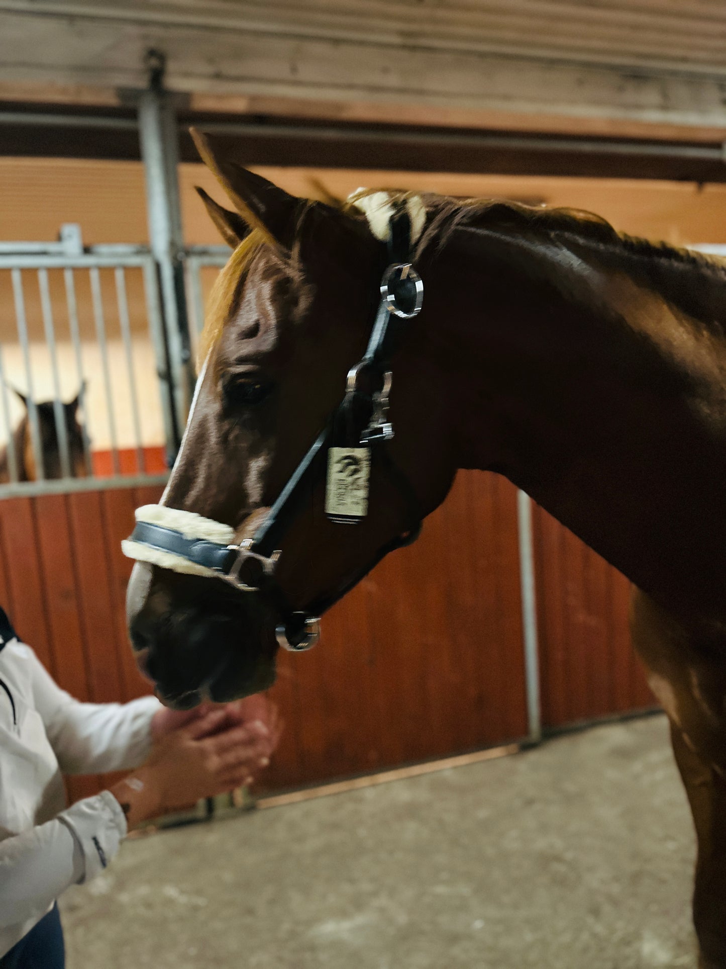 Lädergrimma med fårskinn | Eponia Equestrian sport