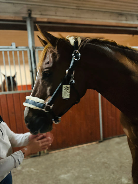 Lädergrimma med fårskinn | Eponia Equestrian sport
