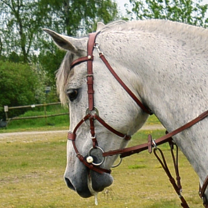 Bridle | Shape by Charisma