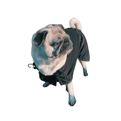 Dog Mesh Rug | 37 | Back on Track - Equi ReUse Sweden AB