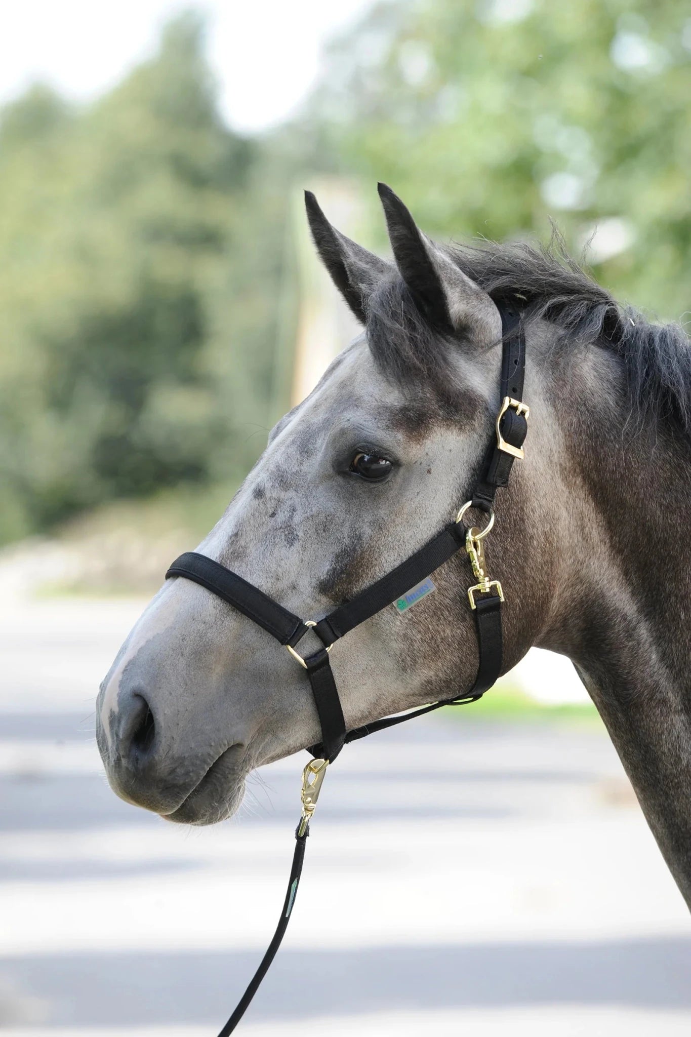 Grimma | Bucas Dublin - Grimma - Equi ReUse Sweden AB