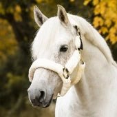 Grimma Cozy | Ponny - Full | Protector - Grimma - Equi ReUse Sweden AB