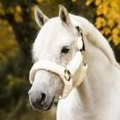 Grimma Cozy | Ponny | Protector - Equi ReUse Sweden AB