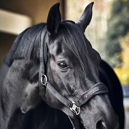 Grimma Fir-Tech Healing | Cob | Catago - Grimma - Equi ReUse Sweden AB
