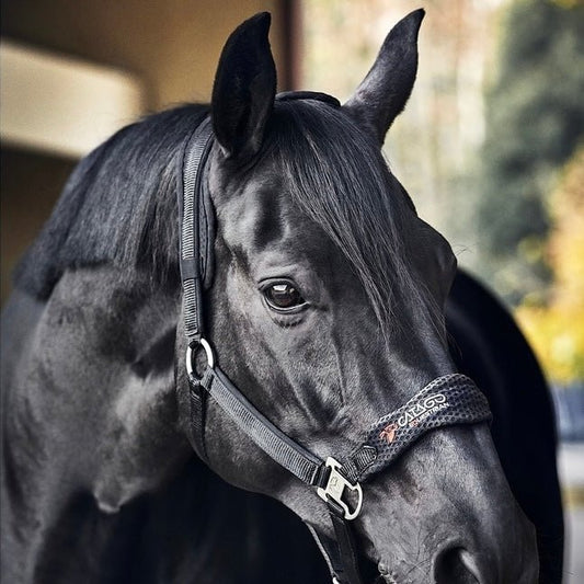 Grimma Fir-Tech Healing | Cob | Catago - Grimma - Equi ReUse Sweden AB