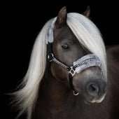 Grimma Horse Unique | Shetl - XFull | Källquist Equestrian - Equi ReUse Sweden AB