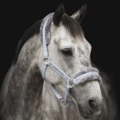 Grimma Horse Unique | Shetl - XFull | Källquist Equestrian - Grimma - Equi ReUse Sweden AB